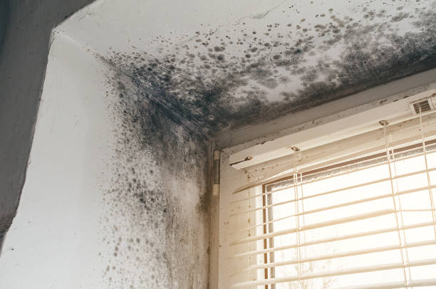 Affordable Black Mold Remediation solutions in Jbsa Randolph, TX